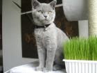 Kater Taylor BKH Blau mit Stammbaum sucht Katze für sein erstes Mal