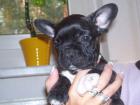 4 Reinrassige Franz. Bulldoggen mit Nase und Figur