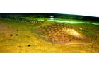 Potamotrygon falknery Süßwasserrochen TOP