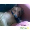 Susi Ridgeback-Mix 3 Jahre
