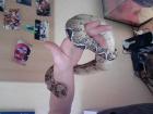Boa Constrictor Rotschwanzboa knapp 2 jahre zu verk.