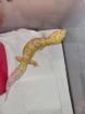 Leopardgecko 0. 1 white and Yellow Extreme Emerine 0. 1 Universe Leopardgecko