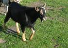 Verkaufe jungen hornlosen Ziegenbock