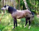 Wunderschöner charismatischer Lusitano Deckhengst