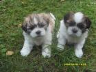 Shih Tzu Welpen