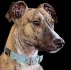 DOMINGO - umgänglicher Galgo - 10 Monate - Tierhilfe-Franken e. V.