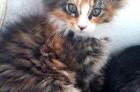 Maine Coon Ktten Wenona auf der suce nach Ihrem neuem frei Raum