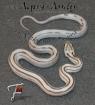 Superangebote des Monats November Kornnatter Pantherophis guttatus
