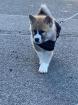 Reinrassige Akita Inu Welpen