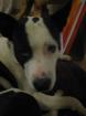 Pit Bull Mix 18 Mon. kastrierter Rüde in erfahrene Hände abzugeben