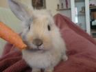 Suche neues schönes Zuhause für Zwergkaninchen Bruno