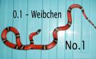 L. tr. Sinaloae - Zuchtgruppe - 1. 2 - Adult TOP