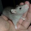 Farbrattenbabys bei Wilmania Kölner Ratten