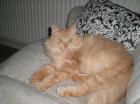 Main Coon/Perser Mix