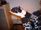 Zwergwidder Babys suchen ein Zuhause