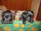 Hübsche schwarze Labradorwelpen zu verkaufen