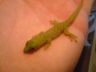 Madagaskar Taggecko Phelsuma madagascariensis grandis Nachzuchten KOSTENLOS