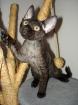 WAs hilft gegen katzenflöhe auf teppich