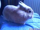 Süßer Löwenkopf hase