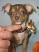 Chihuahua - Welpe in Schoko - Tan mit weiß aus deutscher Zucht