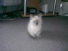 Süßes Ragdoll7Siam thai Katerchen