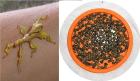 Extatosoma tiaratum - Grüner Beiger und Brauner Stamm