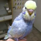 Nestjunge Handzahme Wellensittiche Rainbows Hellflügel Normale