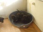 12 Wochen Alte welpen Boarder Collie- Shar-pei mix