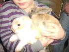 2 Kaninchen 2 Baby Kaninchen zu verschenken