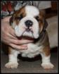 Wünderschöne perfekte englische Bulldogge-Welpen
