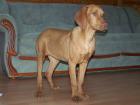 Reinrassige Magyar Vizsla welpen zu Verkaufen