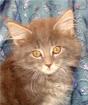Maine Coon Babys