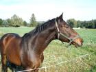 Hübscher Warmblutwallach günstig zu verkaufen