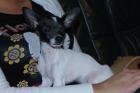 Chihuahuarüde zum DECKEN MIT Stammbaum einsicht