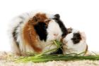 Www. meerschweinchen-trier. de. tl süße Jungtiere abzugeben