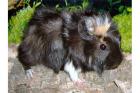 Handzahme Meerschweinchen abzugeben