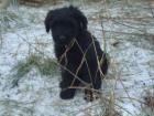 Briard-Welpen in noire schwarz