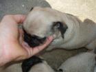 Mops Welpen