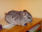 Chinchilla sucht neues zuhause