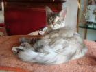 Maine Coon Kitten 3 typvolle liebe Babies suchen ein liebevolles neues Zuhause
