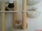 Katzensitting Katzenbetreuung Catsitting Mobiler Katzendienst München
