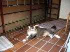 Deckkater Norweger Waldkatze