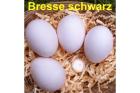 BRESSE schwarz Bruteier seltene Hühnerrasse