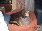 Suchen Zwingeranlage/Scheunen/Stallungen oder ähnliches zur Hundehaltung