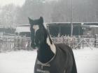 Brain Irish Cob Tinker Wallach 6J. 155cm kräftig gebaut