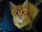 Rot getiegerter Kater vermisst Hoher Finderlohn