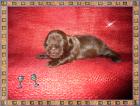 Shih Tzu Welpn in wunderschönen Farben auch in chocolate