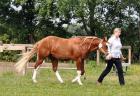 Deckhengst A Smokin Little Gun AQHA APHA