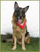 Cowboy Deutscher Schäferhund 8 Jahre m