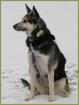Shilla Schäferhund-Husky-Mix 5 Jahre w
